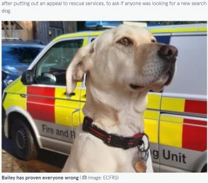 英レスターシャー州の福祉慈善団体に保護されたやんちゃな野良犬。2021年に救助犬としてのテストを受けると見事な才能を発揮し、災害救助犬としての活躍が期待されていた（画像は『The Mirror　2021年11月25日付「Stray Labrador deemed “rude and stubborn” becomes expert fire service search dog」（Image: ECFRS）』のスクリーンショット）