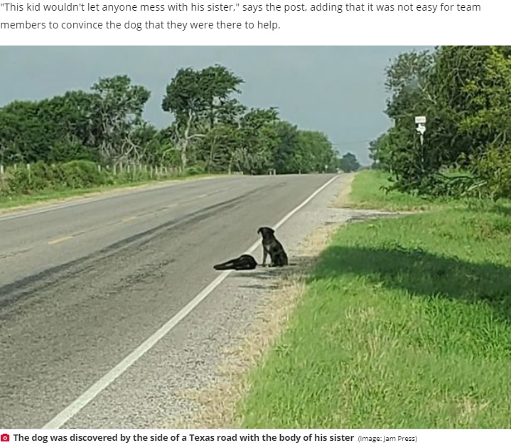 米テキサス州で2020年5月、オス犬がきょうだいの亡骸を守るかのように寄り添う姿が目撃された。きょうだい犬は道路脇で事故に遭っていた（画像は『Daily Star　2020年6月2日付「Loyal dog refuses to leave sister’s body after she dies on side of road」（Image: Jam Press）』のスクリーンショット）