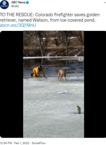 米コロラド州で2022年1月、ガチョウを追いかけていた飼い犬が凍った池に転落。地元の消防隊が救出にあたった（画像は『ABC News　2022年2月1日付X「TO THE RESCUE: Colorado firefighter saves golden retriever」』のスクリーンショット）