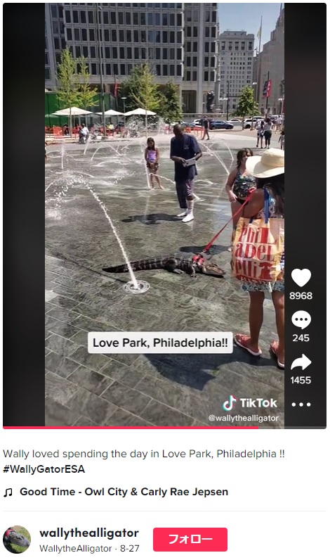 米ペンシルベニア州のある公園で2022年8月、噴水で遊ぶワニの動画が投稿される。実はこのワニ、飼い主を慰める「セラピーアニマル」だった（画像は『WallytheAlligator　2022年8月27日付TikTok「Wally loved spending the day in Love Park, Philadelphia !!」』のスクリーンショット）