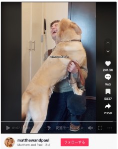 仕事モードから切り替えて、飼い主のポールさんに「遊んでほしい」と甘えるメイプル（『Matthew and Paul　TikTok「THE DIFFERENCE」』より）