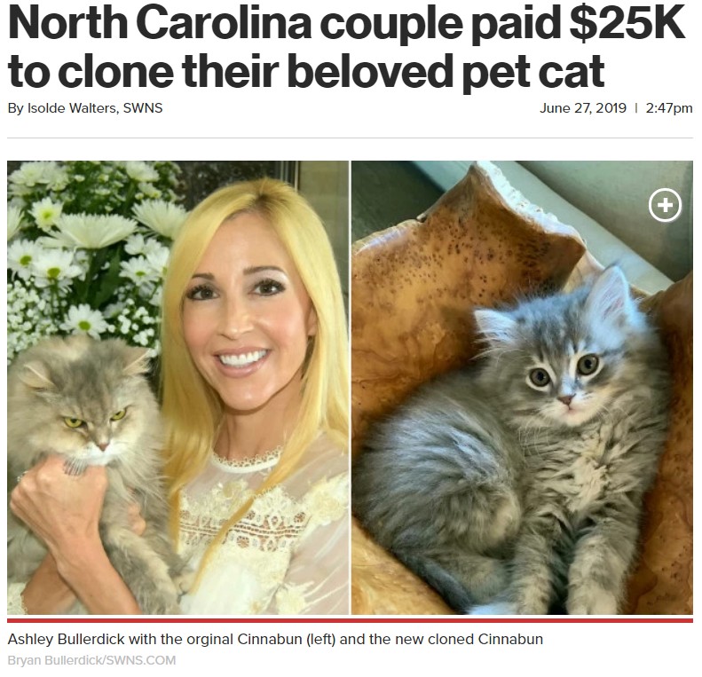 米ノースカロライナ州在住のある夫婦は2019年4月、亡き猫（左）のクローンを家族に迎えた。そのために270万円を投じたという（画像は『New York Post　2019年6月27日付「North Carolina couple paid ＄25K to clone their beloved pet cat」（Bryan Bullerdick/SWNS.COM）』のスクリーンショット）