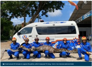 マレーシアで2023年10月、体長7メートルのアミメニシキヘビが捕獲された。ヤギ小屋で見つかったこのヘビは、小屋にいたヤギを丸呑みしていた（画像は『The New Paper　2023年10月20日付「140kg python caught in Malaysia after making a meal of goat」（PHOTO: THE STAR/ASIA NEWS NETWORK）』のスクリーンショット）