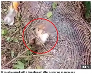 タイで2021年8月、体長約4.6メートルほどのビルマニシキヘビが家畜である牛を丸呑みして死んでいるところを発見された。ヘビの腹部は破れていたという（『The Sun　「HOLY COW Monster 15ft snake swallows entire COW before its stomach bursts open」（Credit: ViralPress）』より）