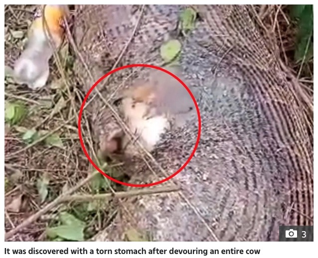 タイで2021年8月、体長約4.6メートルほどのビルマニシキヘビが家畜である牛を丸呑みして死んでいるところを発見された。ヘビの腹部は破れていたという（『The Sun　「HOLY COW Monster 15ft snake swallows entire COW before its stomach bursts open」（Credit: ViralPress）』より）