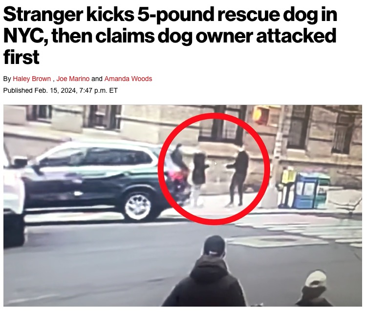 ニューヨーク市内で散歩中のチワワ、通行人の男に脇腹を蹴られてしまう（『New York Post　「Stranger kicks 5-pound rescue dog in NYC, then claims dog owner attacked first」』より）
