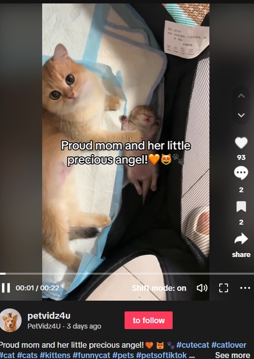 『Reddit』に2023年10月、寝ている子猫を温かく見守る母猫を捉えた動画が投稿されて話題に。体をピクピク震わす子猫に母猫は前足を載せて、優しく癒していた（『PetVidz4U　TikTok「Proud mom and her little precious angel!」』より）