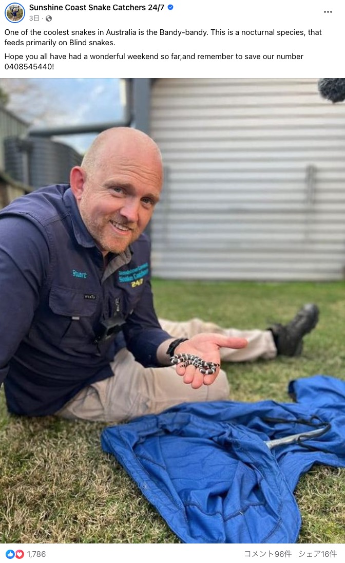 豪クイーンズランド州で爬虫類の捕獲・駆除作業を行う会社のオーナーを務めるスチュアート・マッケンジーさんの見解は…（『Sunshine Coast Snake Catchers 24/7　Facebook「One of the coolest snakes in Australia is the Bandy-bandy.」』より）