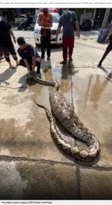 タイで2022年7月に捕獲されたアミメニシキヘビ。100キロ近くあった個体の腹部から、行方不明の犬2匹が見つかっていた（『Metro　「Two missing pet dogs found… inside belly of 22ft python」（Picture: Viral Press）』より）