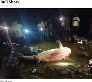 体重130キロ、体長2.1メートルだったというオオメジロザメ。「ヒテーシュさんを救出する際に住民に叩き殺された」と伝えられたが、マナー警察は「サメは保護活動中に死んだ」と主張している（『PUNE PULSE　「Shark Attack in Maharashtra’s Palghar District: Man Survives, Locals Capture and Kill 200-kg Bull Shark」』より）