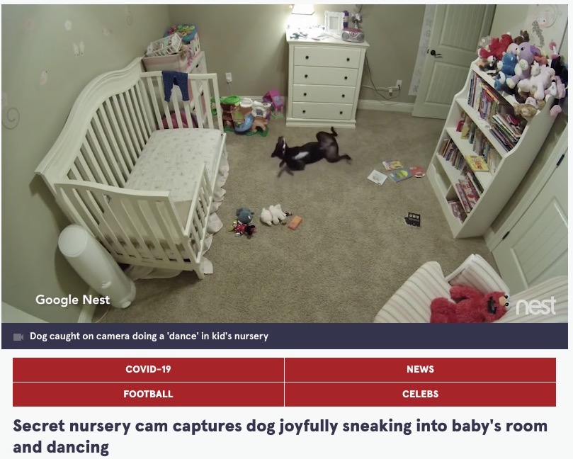 2022年2月、「赤ちゃんの部屋に入らないで」の約束を破った犬の動画が話題に。犬はほふく前進で忍び込み大はしゃぎしていた（『The Mirror　「Secret nursery cam captures dog joyfully sneaking into baby’s room and dancing」（Image: ＠fearsupply / TikTok）』より）