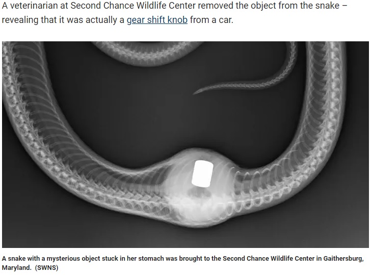 野生動物保護センターに運ばれてきた「イースタン・ラット・スネーク」。お腹に留まっていたものの正体に、スタッフも驚くことに（画像は『Fox News　2024年2月4日付「Snake in Maryland is recovering after accidentally swallowing a gear shift knob: Very ‘unusual case’」（SWNS）』のスクリーンショット）