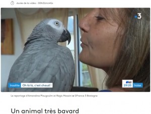 2023年11月、フランス在住のある夫婦は飼っている大型インコの「ヨウム」に命を救われた。ヨウムは火事にいち早く気付き「アツイ」と言葉を発していた（『France 3　「“Ouh là là c'est chaud !” Ce perroquet bavard sauve ses propriétaires d'un début d'incendie en les réveillant」（（C）France 3 Bretagne）』より）