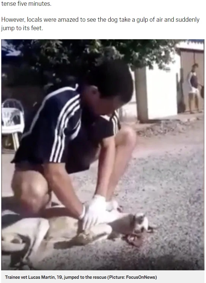ブラジルで2020年、獣医の見習いである19歳の少年が路上で倒れている野良犬に心肺蘇生を施し、見事に命を救っていた（画像は『Metro　2020年5月21日付「Teenager gives stray dog CPR after it had heart attack in the street」（Picture: FocusOnNews）』のスクリーンショット）