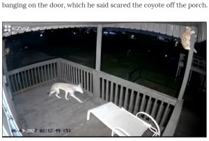 米テキサス州で2022年6月、住居の2階バルコニーに猫とコヨーテが突然現れる。猫は近くの柱に登り、かろうじてコヨーテの襲撃から逃れていた（『Chron　「Video captures cat heroically fighting off coyote at Surfside,Texas home」』より）