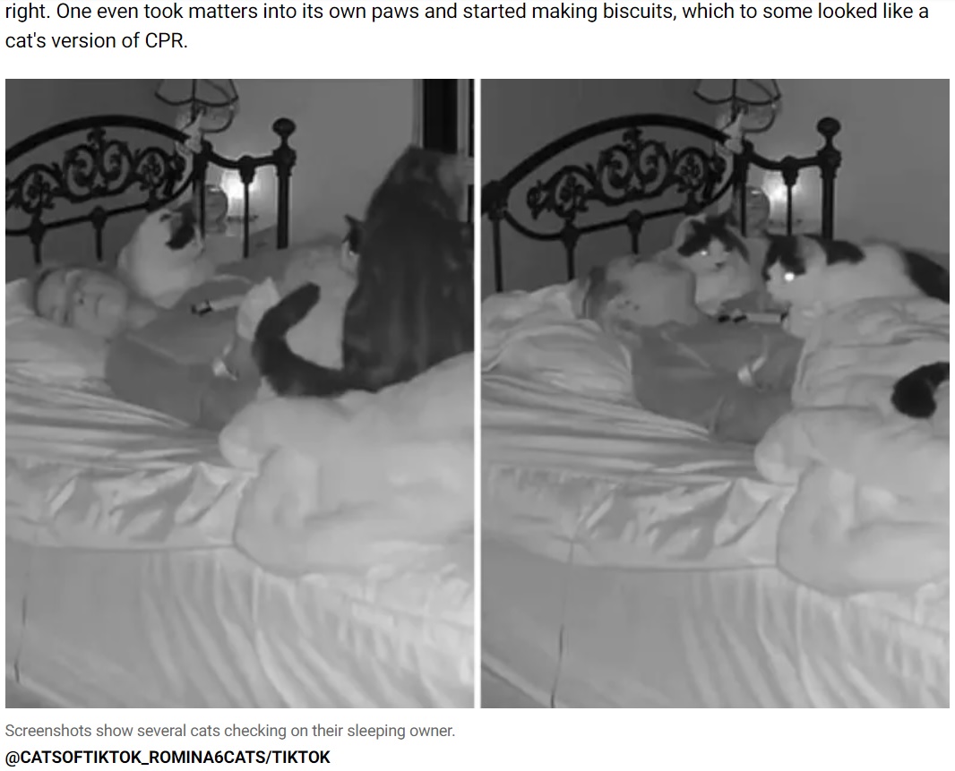 飼い主がなかなか起きず心配になった？　猫たちは飼い主が起きるまでそばに寄り添っていたという（『Newsweek　「Camera Captures How Woman’s Six Cats React When She Falls Into Deep Sleep」（＠CATSOFTIKTOK_ROMINA6CATS/TIKTOK）』より）