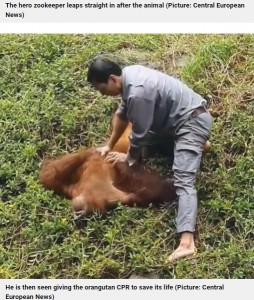 ベトナムのサファリパークで2022年6月、屋外飼育場にいたオランウータンが水掘に落ちて溺れ、飼育員の男性が救出。男性は心肺蘇生でオランウータンの命を救っていた（画像は『Metro　2022年6月30日付「Zookeeper saves drowning orangutan and gives it CPR after it fell in moat」（Picture: Central European News）』のスクリーンショット）