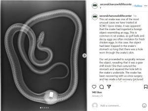 イースタン・ラット・スネークのお腹は丸く膨れ上がっており、レントゲン写真を撮影すると大きな球体が写し出された（画像は『Second Chance Wildlife Center　2024年1月25日付Instagram「This rat snake was one of the most unusual cases we have treated at SCWC!」』のスクリーンショット）