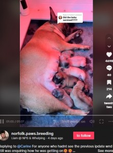 母犬のお乳を飲むメス1匹、オス5匹の子犬たち。元気に育っているそうで、リアムさんには「素晴らしい仕事ぶり。希望がほとんどなくても、あなたは『決して諦めるな』ということを教えてくれた。ありがとう」といったポジティブなコメントが多数寄せられた（画像は『Liam ＠NPB ＆ Whelping　2024年2月2日付TikTok「Replying to ＠Carine」』のスクリーンショット）