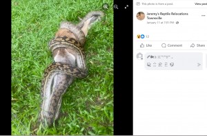 豪クイーンズランド州で今年1月、ヘビを中心とした爬虫類を捕獲する業者が「大きなヘビがワラビーを食べている」というメッセージを受け取り、現場へ向かった。ヘビはワラビーを途中まで飲み込んだものの、大きすぎて吐き出していた（画像は『Jeremy’s Reptile Relocations Townsville　2024年1月11日付Facebook「Oh my scrubby!!」』のスクリーンショット）