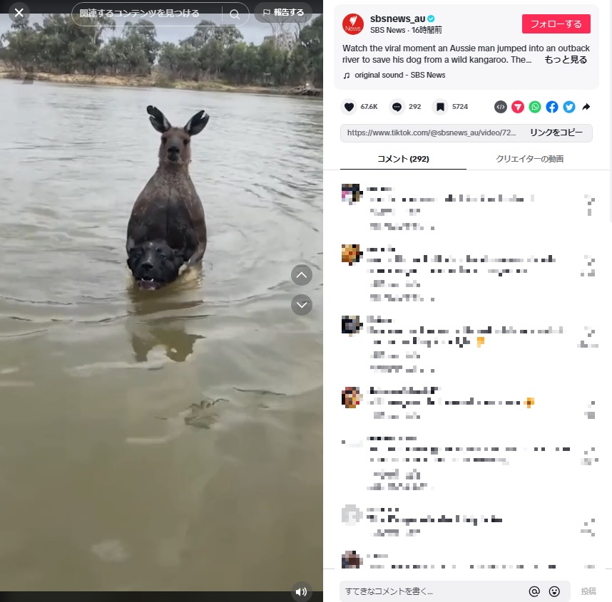 2023年10月、豪ビクトリア州の川沿いで愛犬たちと散歩していた男性が、野生のカンガルーに遭遇。そのカンガルーは男性の愛犬の1匹を、溺れさせるように水の中で押さえつけていたという（『SBS News　TikTok「Watch the viral moment an Aussie man jumped into an outback river to save his dog from a wild kangaroo.」』のスクリーンショット）