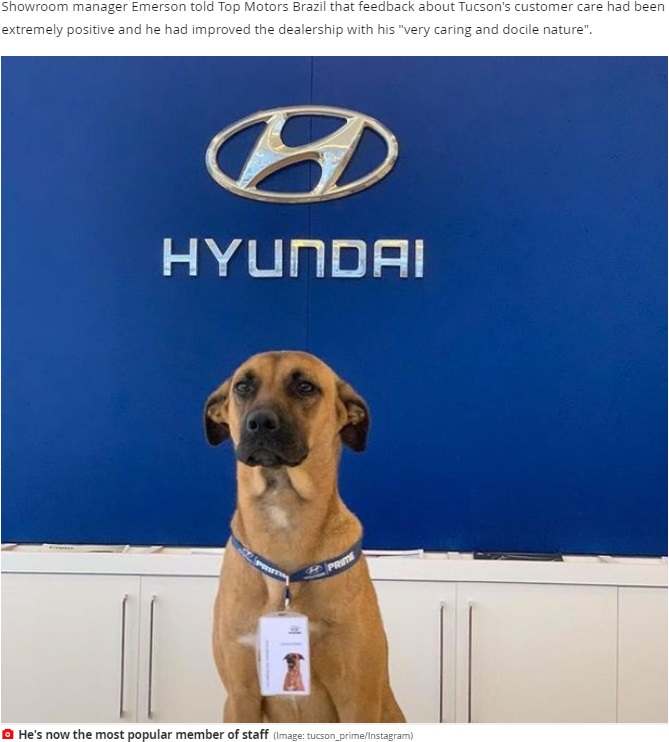 2020年、ブラジルの自動車販売店「ヒュンダイ・プライム（Hyundai Prime）」に通い続けた野良犬。人懐っこい犬はヒュンダイ販売店のマスコットとして雇われることになった（画像は『Mirror　2020年8月10日付「Stray dog who keeps visiting car dealership is adopted by staff and given a job」（Image: tucson_prime/Instagram）』のスクリーンショット）