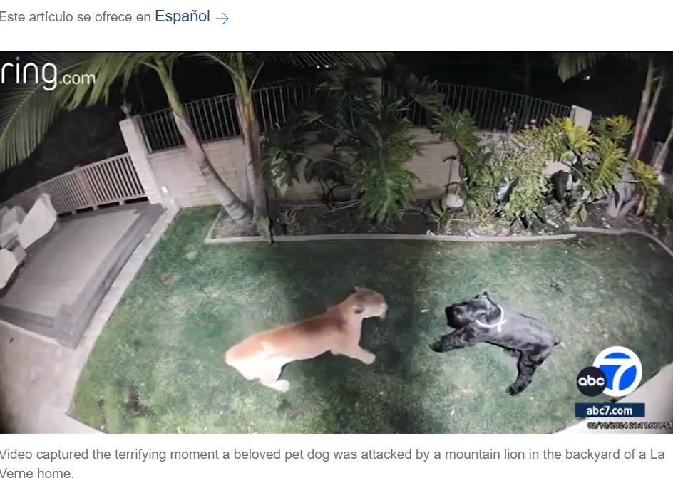 米カリフォルニア州ロサンゼルス郡ラ・バーンの緑豊かな住宅地に住む夫妻の家の裏庭。就寝前に裏庭に出た飼い犬がピューマに襲われた（『ABC7 Los Angeles　「Mountain lion caught on video attacking pet dog in backyard of La Verne home」』より）
