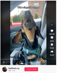 米ワシントンD.Cのある家で飼われているダックスフント。2023年7月、飼い主がホイットニー・ヒューストンの名曲を感情を込めて歌う姿を投稿したところ、大反響を呼んだ（『Koji　TikTok「Just riffin」』より）