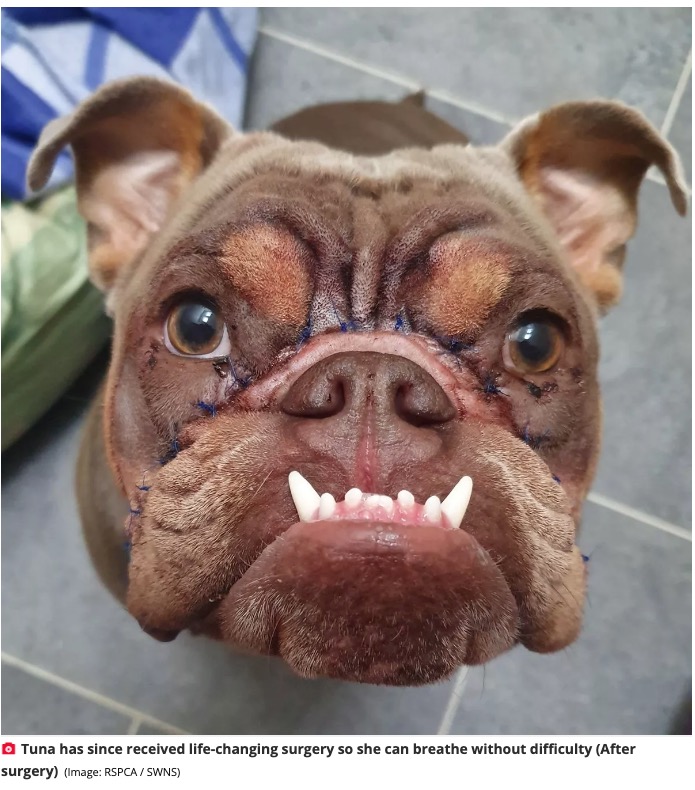 手術直後のツナ。同時に口蓋を短くして鼻孔を拡張する手術も受けたそうだ（『The Mirror　「Cute bulldog has facelift surgery after difficulty breathing - and now looks like a different dog」』より）