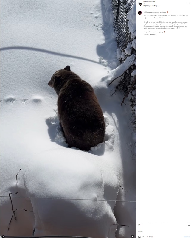 足で雪をかきながらゆっくりと這い出してきたブー。しばらくはボーっとして眠そうにしていたという（『Kicking Horse Mountain Resort　Instagram「Look who’s up」』より）
