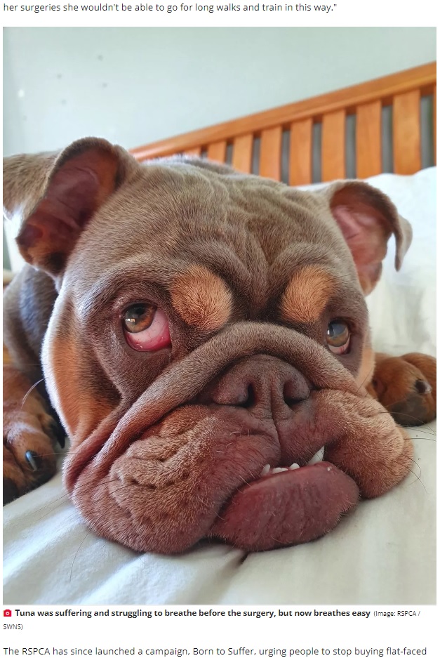 顔の皮膚のたるみのせいで、呼吸困難など複数の健康問題を引き起こしていたブルドッグ（『The Daily Star　「‘Tuna’ the Bulldog unrecognisable after facelift surgery to help breathing problems」（Image: RSPCA / SWNS）』より）
