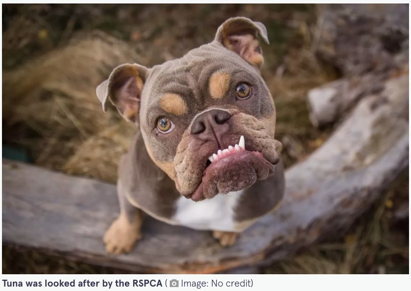 顔がスッキリとした表情に生まれ変わり、健康を取り戻したツナ（『The Mirror　「Cute bulldog has facelift surgery after difficulty breathing - and now looks like a different dog」』より）