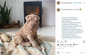 スペインのある家で飼われているシャーペイ犬。目が開けられなくなり、シワを縫って治療したことが伝えられた（『Harvey　Instagram「Little nugget」』より）