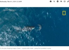 【海外発!Breaking News】「まるで魚雷!」60歳のシャチがホホジロザメに体当たりする瞬間に驚愕(南ア)<動画あり>