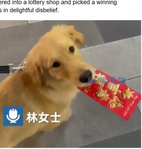 売り物の宝くじに愛犬の歯型がついてしまったため、それを購入する羽目になった飼い主。当選結果を確認すると、2万円超が当たっていた（『Sunny Skyz　「Dog Escapes, Walks In Lottery Shop, Bites Ticket, Wins Owner Big Prize」（Credit: Weibo）』より）