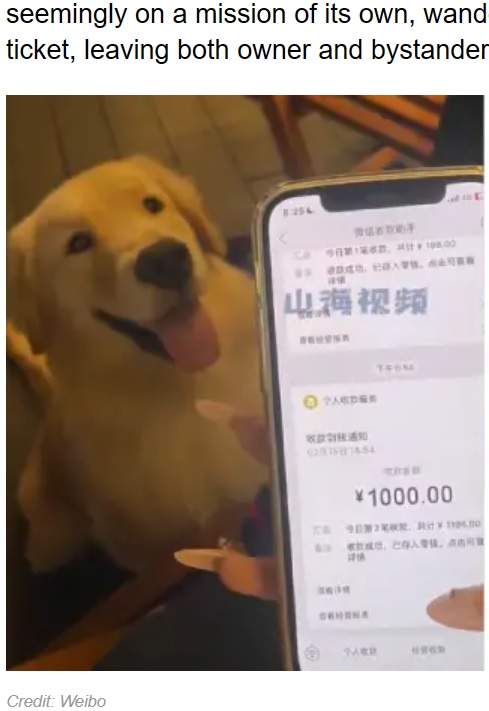 飼い主がコンビニで買い物中、隣の宝くじ売り場に逃げ込んだ愛犬。飼い主が追いかけて捕まえると、口に宝くじをくわえていたという（『Sunny Skyz　「Dog Escapes, Walks In Lottery Shop, Bites Ticket, Wins Owner Big Prize」（Credit: Weibo）』より）