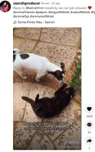 英ケンブリッジシャーのある家で飼われている犬が大好きな猫。犬の飼い主は「もう離れられない関係なのよ」と話していた（『Sazrah　TikTok「Reply to ＠kehrehhnn」』より）