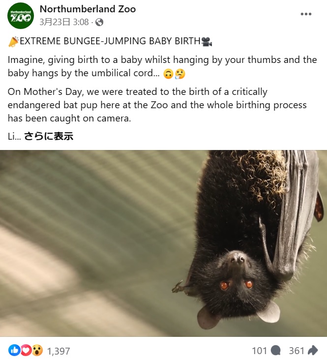 飼育環境下では約120匹しかいないとされるコモロオオコウモリ。その珍しい出産の瞬間をカメラが捉えた （『Northumberland Zoo　Facebook「EXTREME BUNGEE-JUMPING BABY BIRTH」』より）