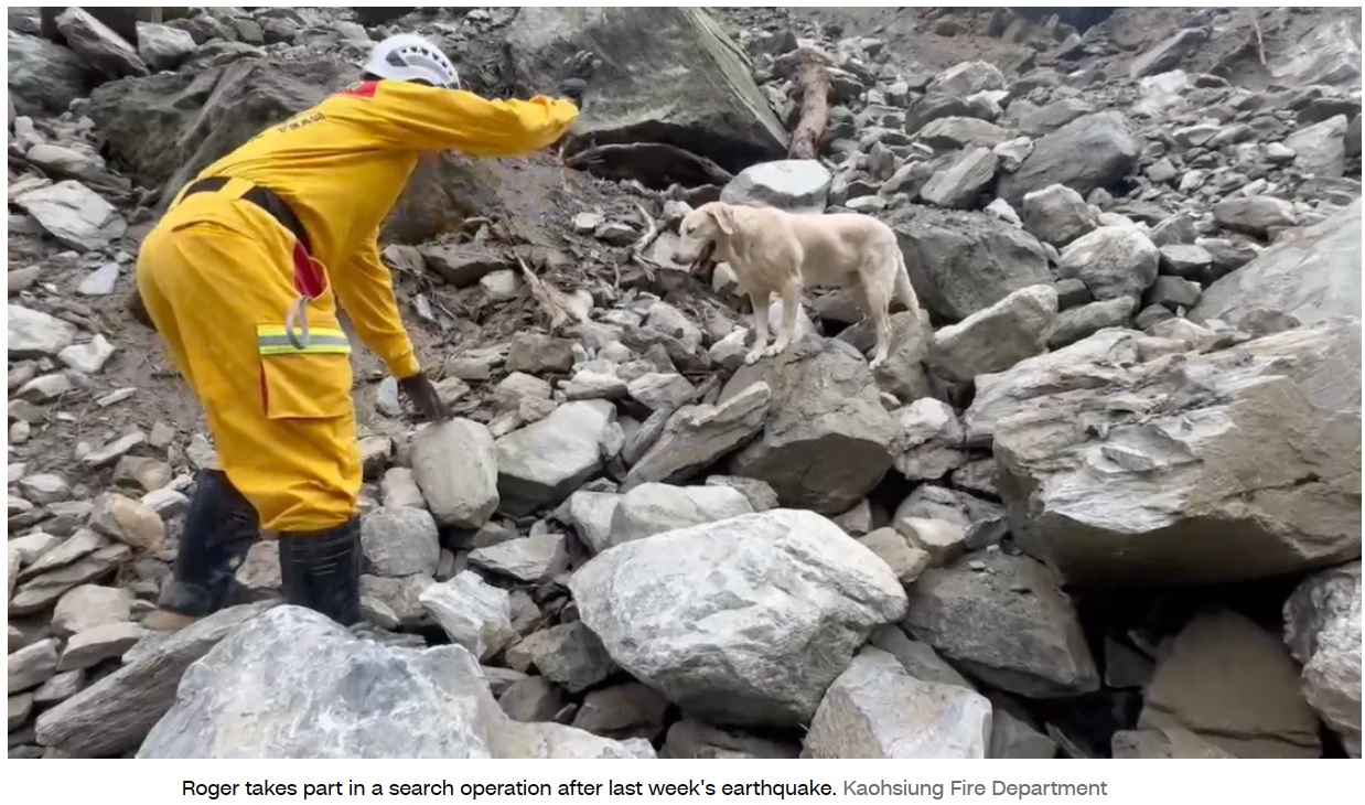 大地震が台湾を直撃後、瓦礫が積み重なった危険な現場に立ち入り、ハンドラーとともに救助活動を行う災害救助犬のロジャー（『CNN　「Roger, overly playful dog who failed police academy, becomes star of Taiwan quake response」（Kaohsiung Fire Department）』より）