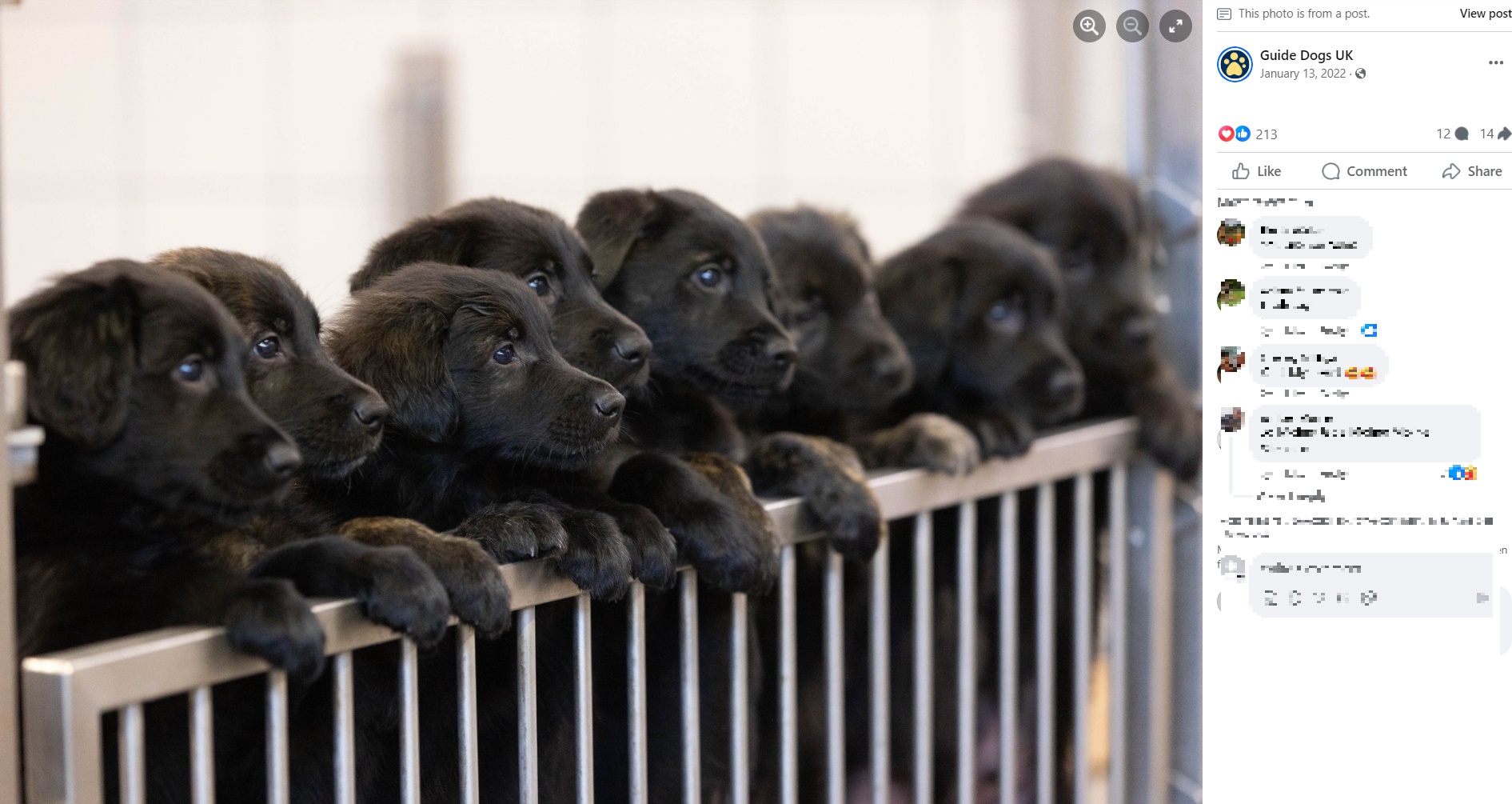 トリガーが父犬となった323匹のうち294匹は同協会が、他の29匹は補助犬の慈善団体や盲導犬学校が繁殖を手掛けたそうで、子犬たちはイギリスの至るところで主に盲導犬として活躍している（『Guide Dogs UK　Facebook「Meet our record breaking litter of beautiful German Shepherd cross Golden Retriever pups!」』より）