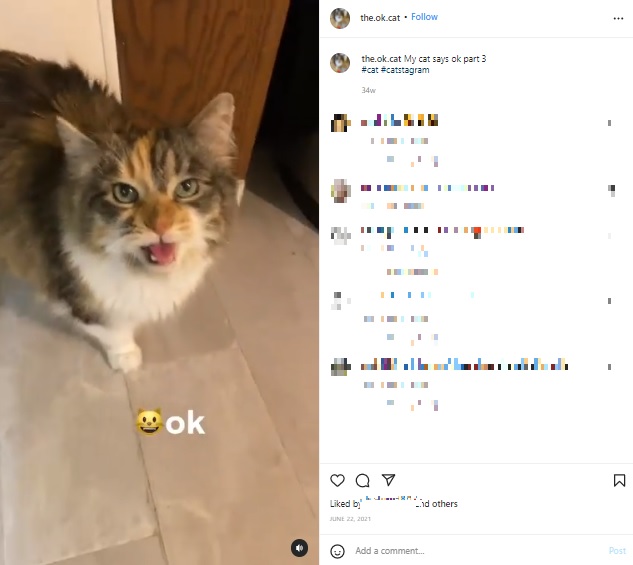 2021年に“OKキャット”としてSNSデビューした猫。人間の言葉である「OK」を話すとあって、多くのフォロワーを獲得していた（『The OK Cat　Instagram「My cat says ok part 3」』より）