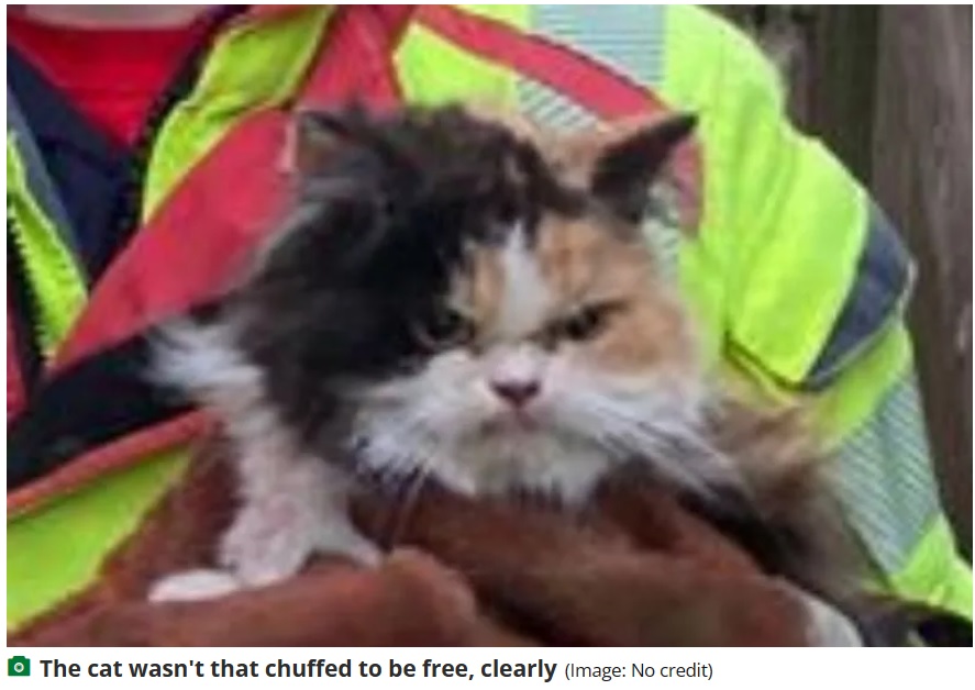 猫の不機嫌な様子に、「これは相当怒っているね」といった声も（『LancsLive　「Grumpy cat freed from wall by firefighters looks incredibly unimpressed with rescue effort」（Image: No credit）』より）