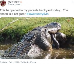 米サウスカロライナ州で2021年9月、巨大ワニが体長約180センチ超のワニを丸呑みする様子が捉えられた（『Taylor Soper　X「This happened in my parents backyard today… 」』より）