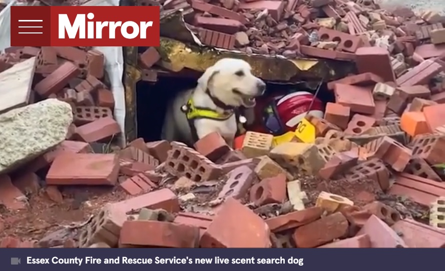 英レスターシャー州で保護された野良犬。手に負えない“問題児”だったが、救助犬の訓練で才能が開花していた（『The Mirror　「Stray Labrador deemed “rude and stubborn” becomes expert fire service search dog」』より）