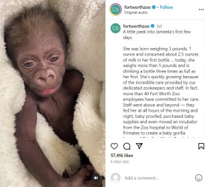 米テキサス州にあるフォートワース動物園で今年1月、帝王切開によって誕生したゴリラの赤ちゃん。SNSに写真が公開されると、つぶらな瞳にあどけない表情で多くの人を魅了していた（『Fort Worth Zoo　Instagram「A little peek into Jameela’s first few days.」』より）