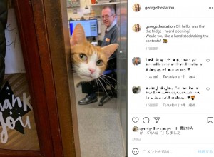 英ウェスト・ミッドランズにある駅で“ネズミ捕り社員”として働く猫。以前の飼い主が国外へ引っ越さなければならなくなったため、駅員が引き取った猫だった（『George, The Station Cat　Instagram「Oh hello, was that the fridge I heard opening?」』より）