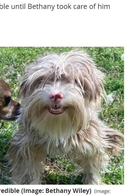 米テキサス州で2021年3月、工事現場に捨てられていた犬。被毛が伸び放題で目も見えているのか怪しい状態だったが、トリミングを終えると、大きな耳とつぶらな目を持つ可愛らしい姿に変身した（『The Daily Star　「Social media users have fallen in love with a dog that looks like a cartoon character」（Image: Bethany Wiley）』より）