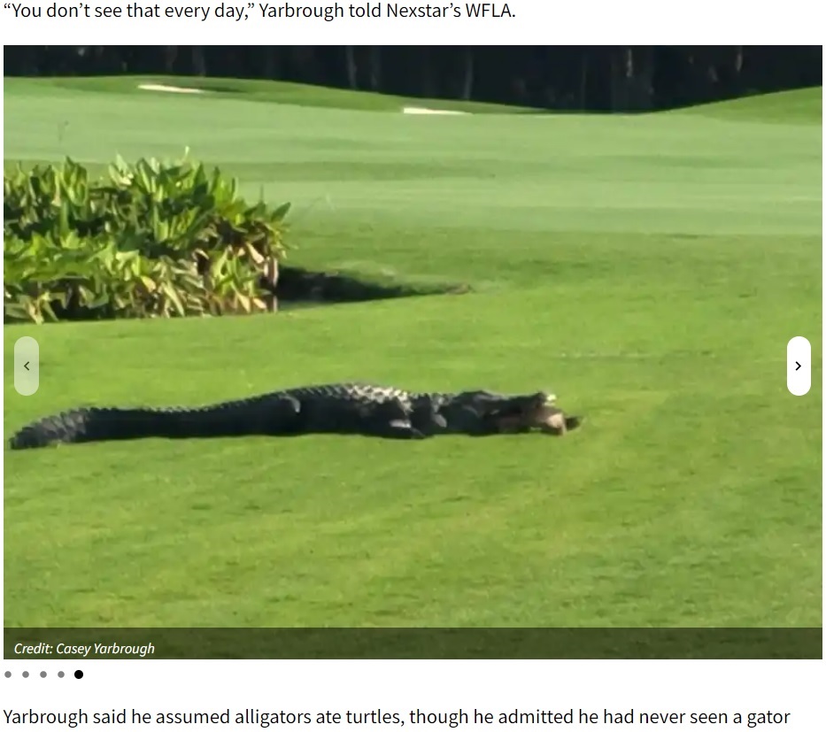 米フロリダ州のゴルフ場で銃声のような大きな音が響く。それはワニの仕業だった（『KTLA　「‘You don’t see that every day’: Photos show alligator trap turtle in jaw on Florida golf course」（Credit: Casey Yarbrough）』より）
