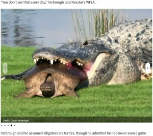 銃声のような大きな音は、体長4メートル超のワニがカメを捕食しようとして、強靭な顎でカメの甲羅を噛み砕いた音だった（『KTLA　「‘You don’t see that every day’: Photos show alligator trap turtle in jaw on Florida golf course」（Credit: Casey Yarbrough）』より）