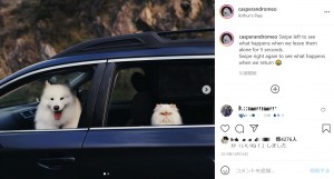 ニュージーランドのある家で飼われているニコニコと笑顔の犬と不満そうな猫。真逆の表情を見せるも、お互いに最高の相棒になっているという（『Casper and Romeo　Instagram「Swipe left to see what happens when we leave them alone for 5 seconds.」』より）